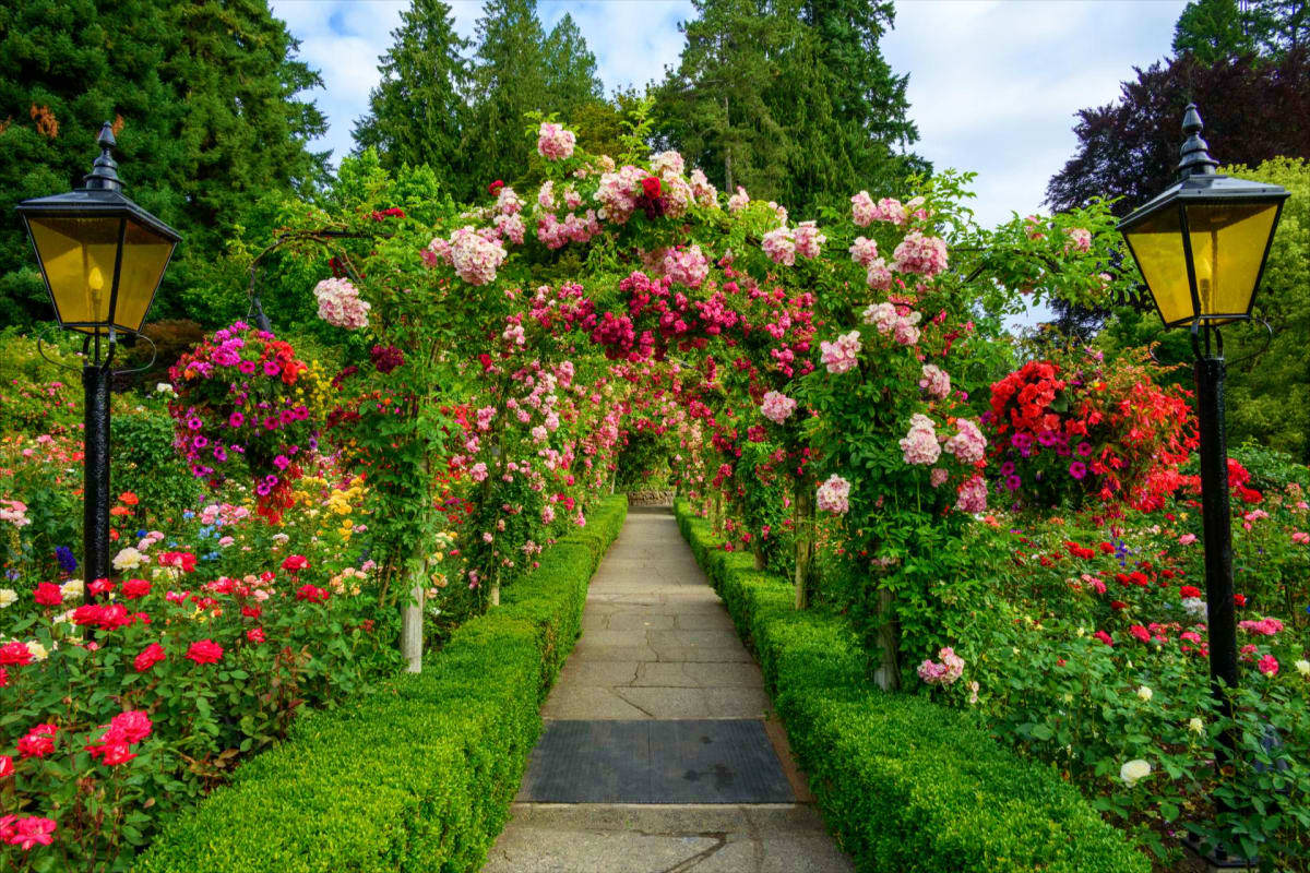 Chandigarh to Himachal Scenic Tour With Manali And Shimla Highlights Scenic garden pathway with blooming pink and red roses, green hedges, yellow street lamps, and tree-lined background