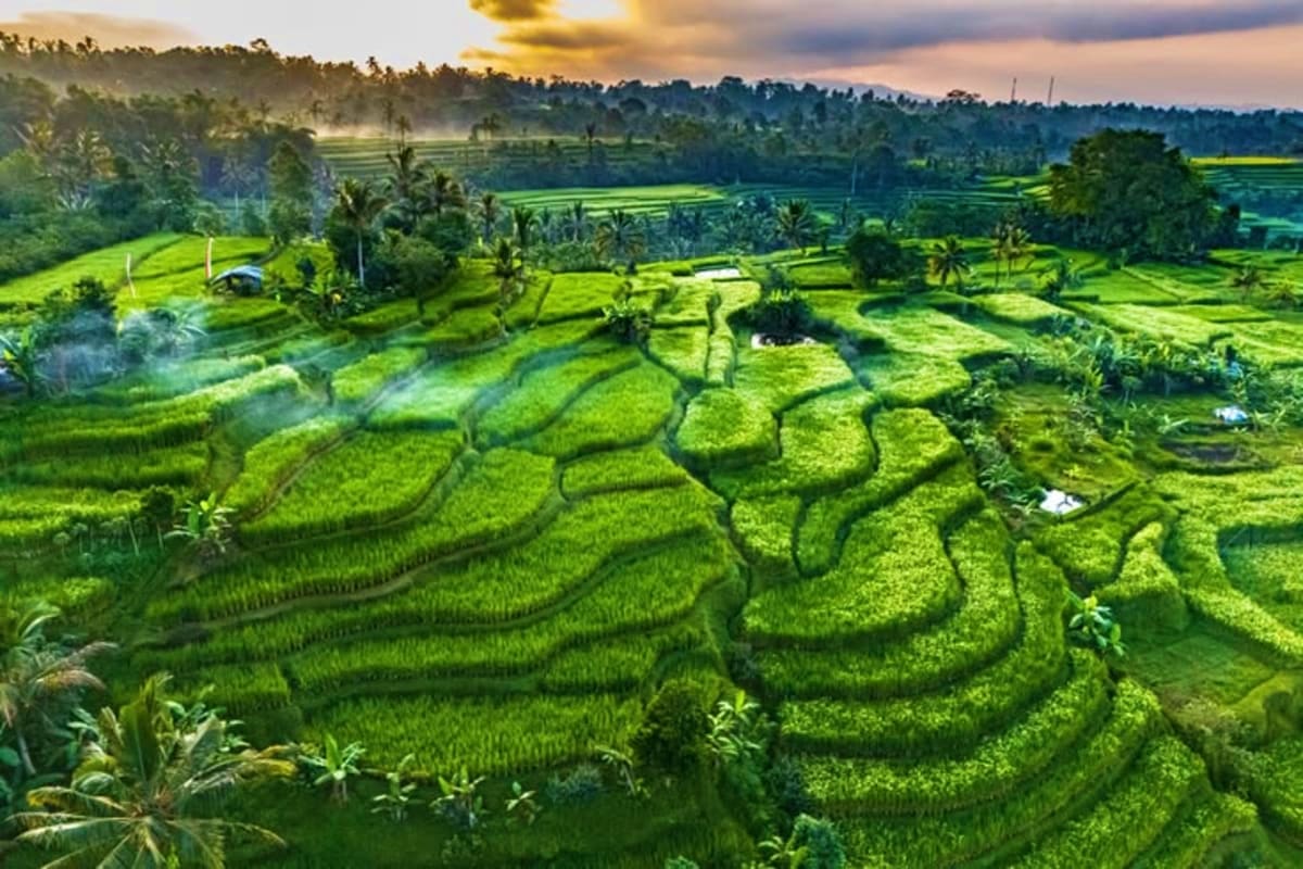 Aerial view of terraced green rice paddies in Bali with palm trees and forested hills at sunrise