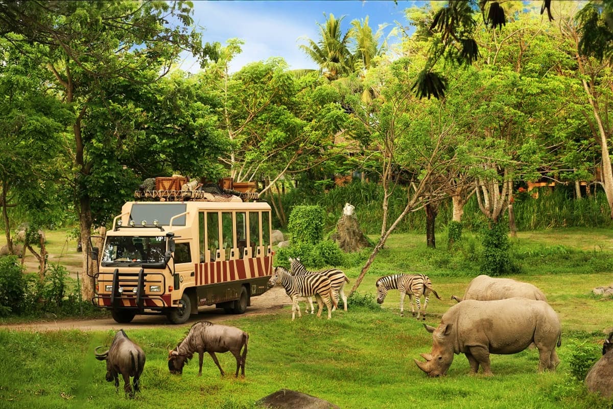Safari vehicle with tourists observing zebras and rhinoceros in natural habitat wildlife park surrounded by trees