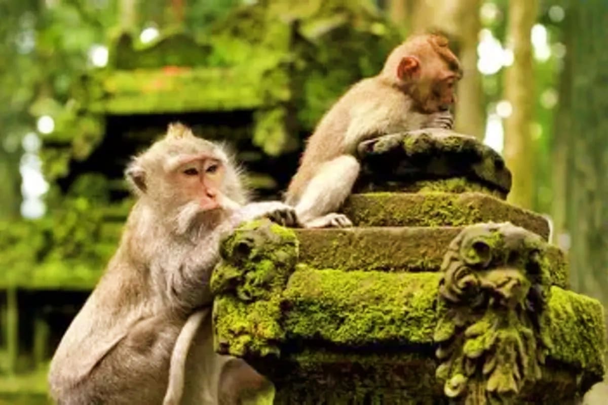 Two monkeys sitting on a moss-covered stone sculpture in a lush green garden setting in Bali