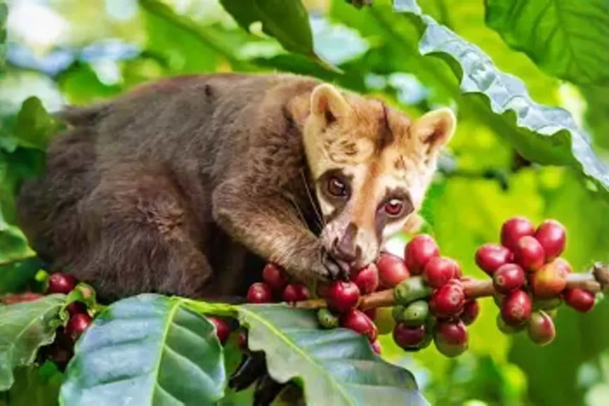 Raccoon reaching toward red coffee berries on a branch with green leaves in background