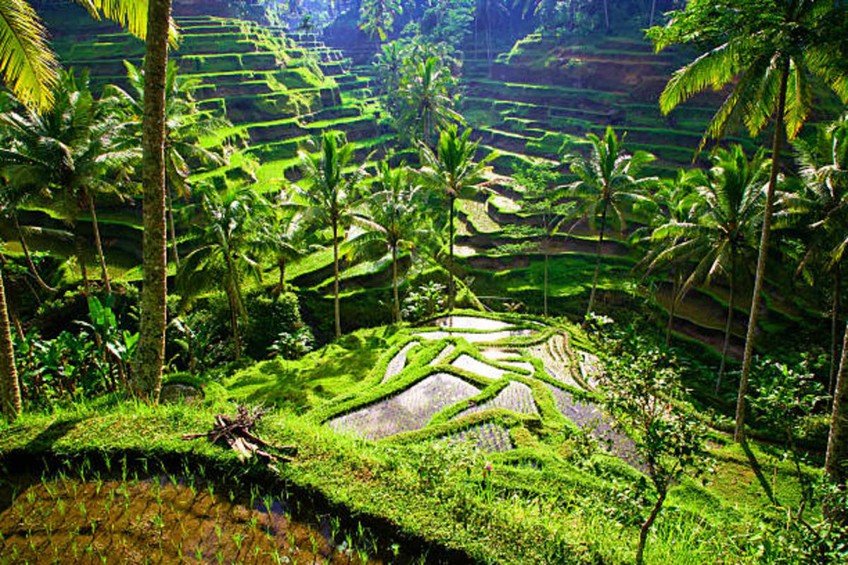 Terraced rice paddies with palm trees and lush green vegetation in Bali's highlands, showing traditional agricultural landsca