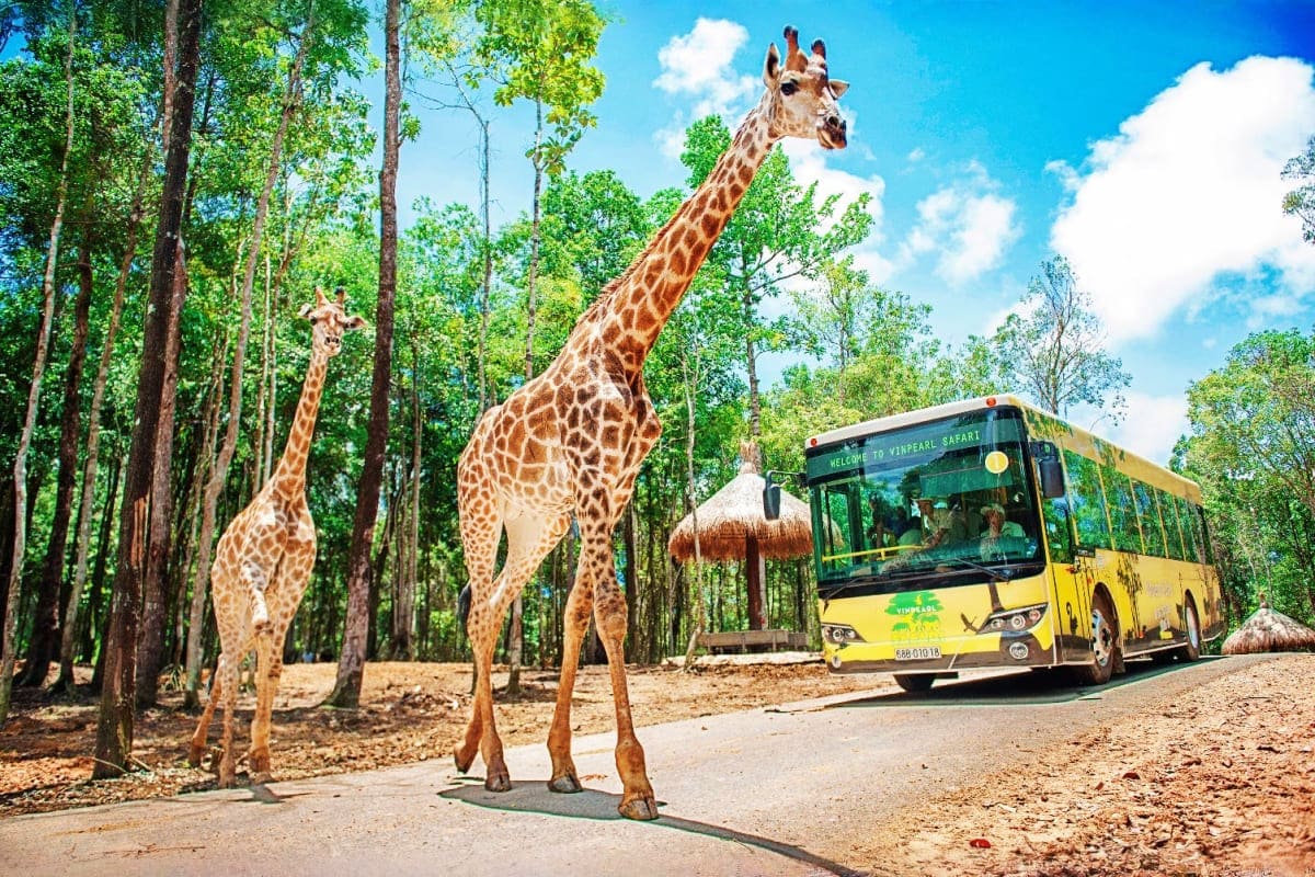 Giraffes roaming freely near a yellow safari tour bus in a woodland setting at Vinpearl Safari park