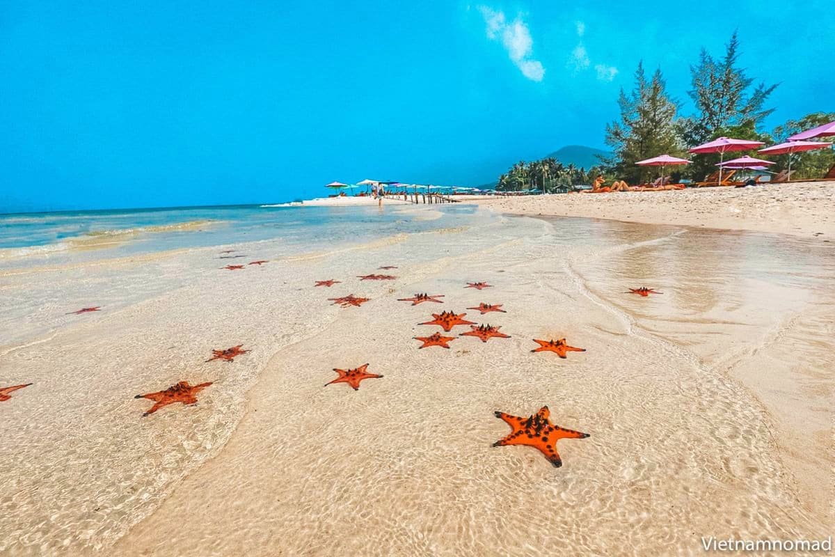 Red starfish scattered on shallow sandy beach waters with pink umbrellas and palm trees along the shore under clear blue sky