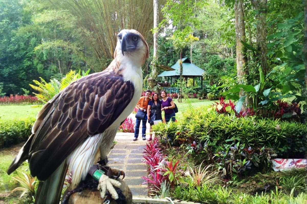 Davao Siargao Wildlife Rafting Package African Fish Eagle perched in tropical garden with visitors on pathway at wildlife sanctuary in Davao