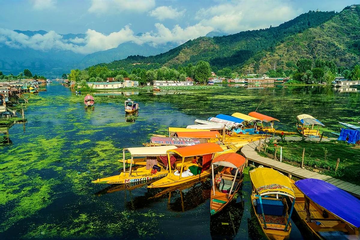 Colorful traditional shikara boats moored in Dal Lake with snow-capped mountains and forested hills in background, Kashmir