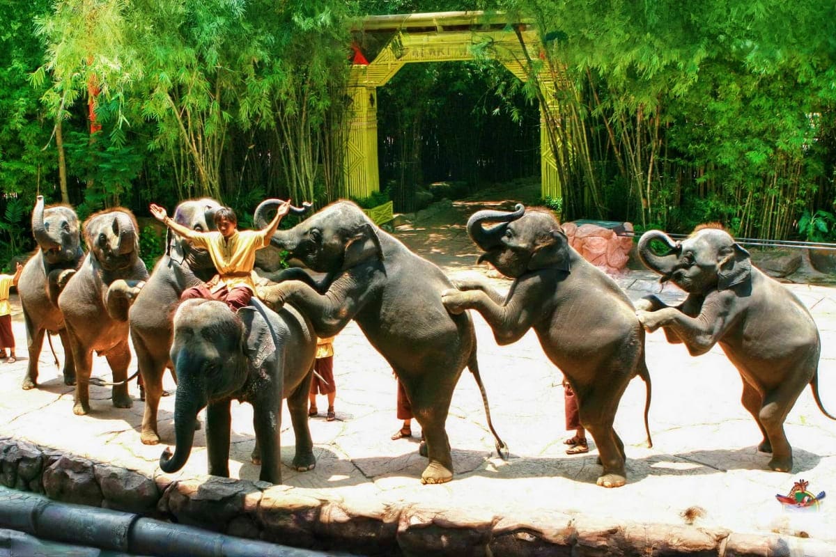 Elephant training show at Thai temple sanctuary with monks and tourists watching elephants perform tricks under yellow wooden