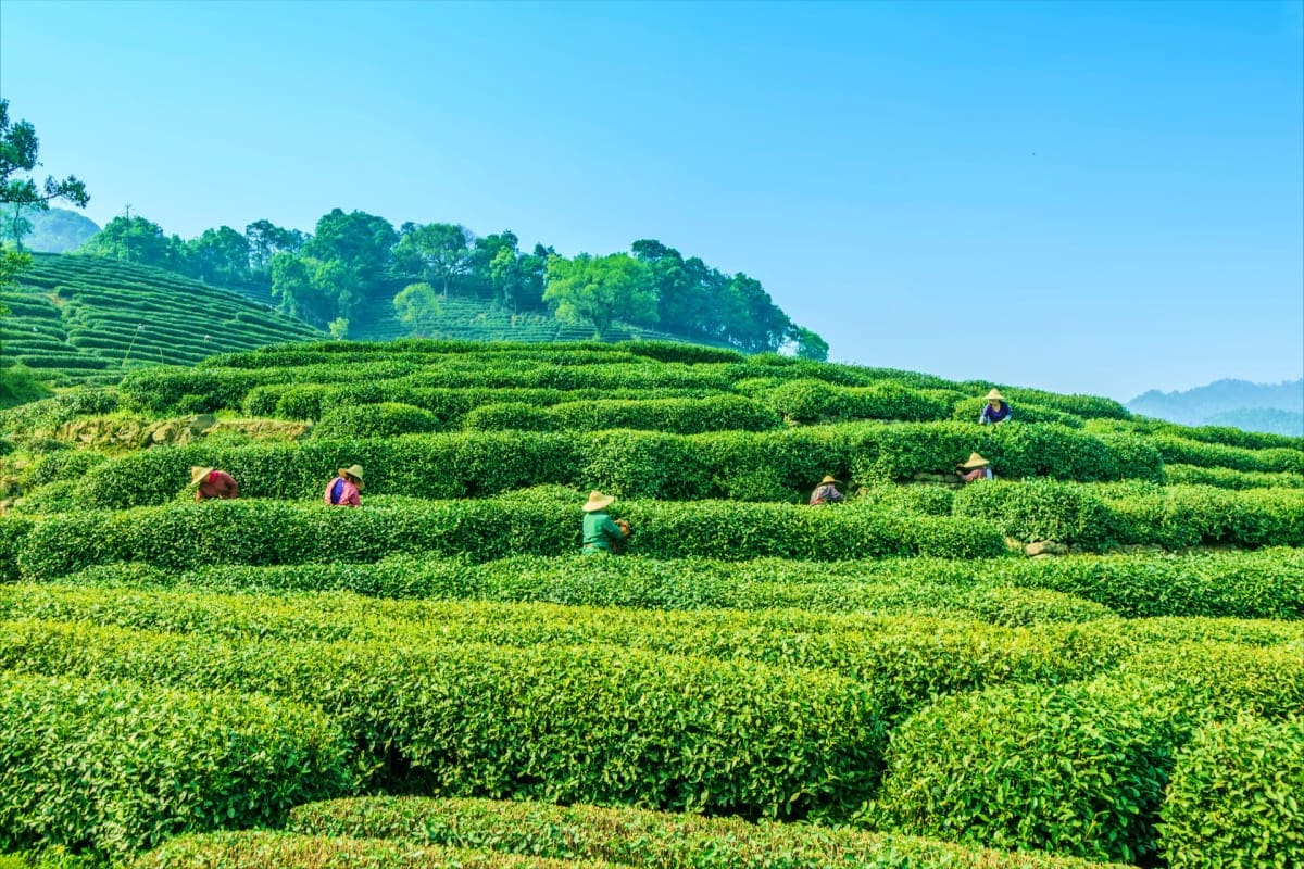 Workers harvesting tea leaves in cascading green terraced fields in the Darjeeling tea region with clear blue sky