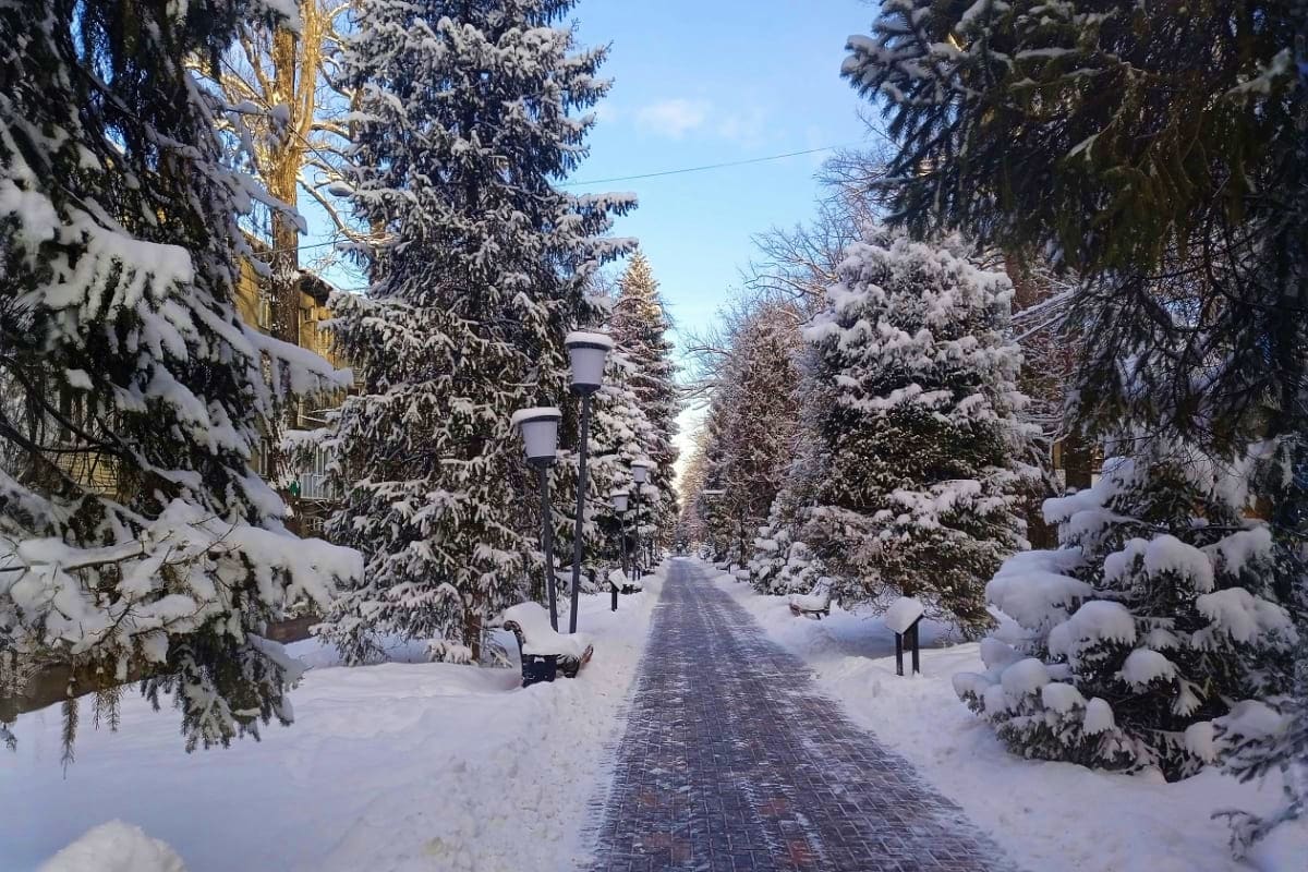 Snow-covered evergreen trees and cleared pathway in a winter forest landscape, typical of Kazakhstan's natural scenery