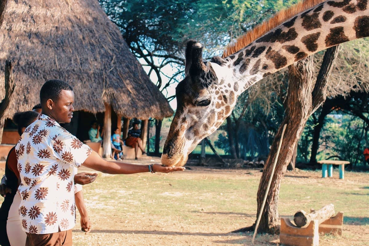 Man feeding a giraffe at a wildlife sanctuary in Kenya with thatched-roof structures in background
