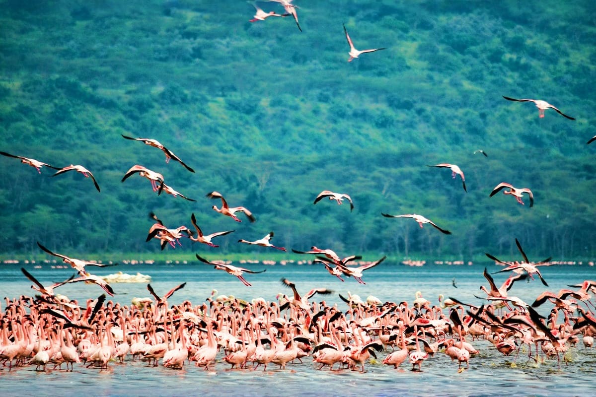 Large flock of pink flamingos gathered in shallow lake water with birds in flight, forested hills in background