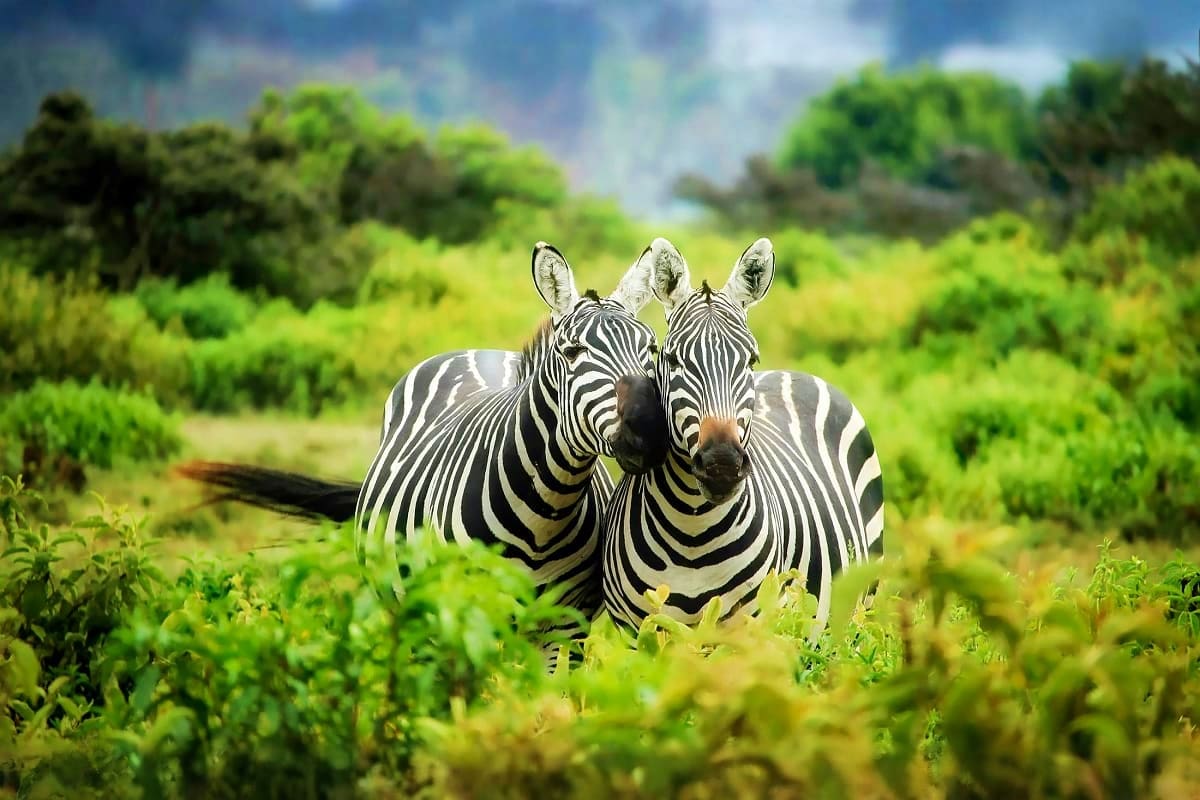 Two zebras standing close together in African savanna grassland with green vegetation and trees in background