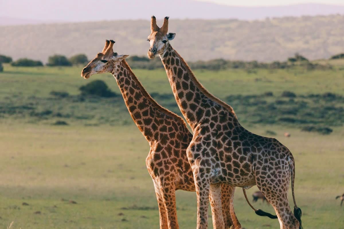 Two giraffes standing in African savanna landscape with acacia trees and rolling hills in background