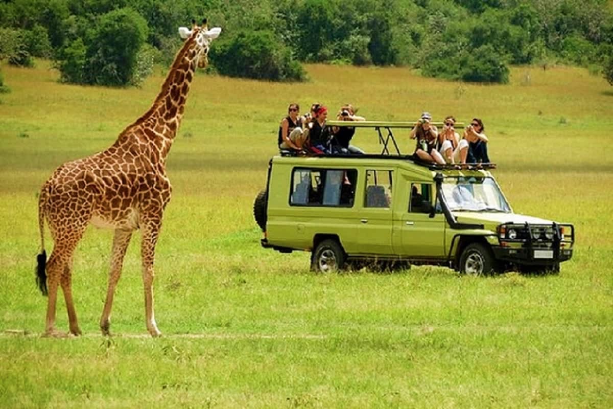 Giraffe standing in grassland next to safari vehicle with tourists on roof observing wildlife, forest in background