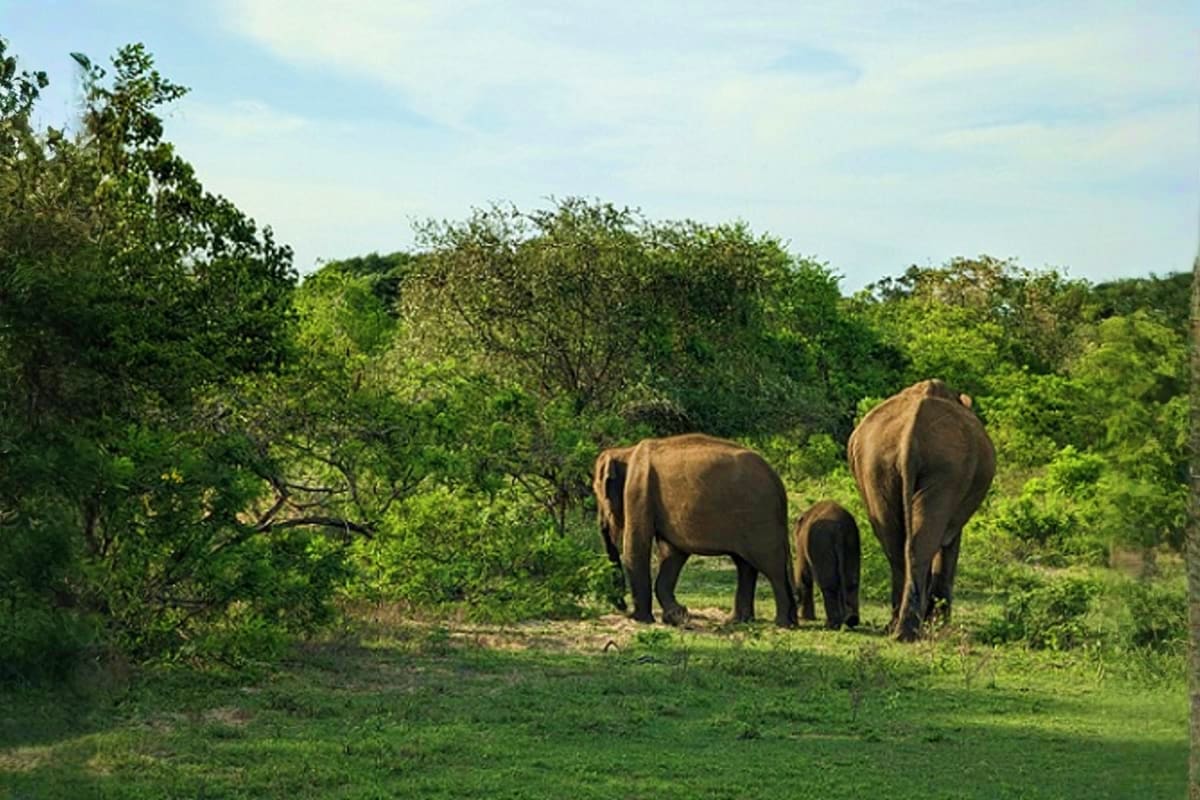 Adult and juvenile elephants grazing in lush green forest landscape during Sri Lankan wildlife safari