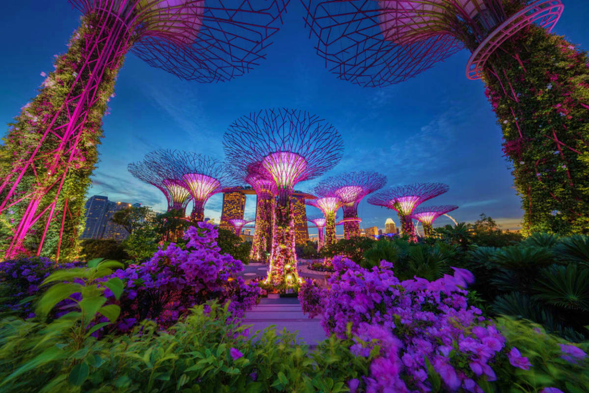 Singapore Classic Highlights Tour Gardens by the Bay illuminated at dusk with giant supertrees glowing pink and purple flowers blooming in foreground, Singapor