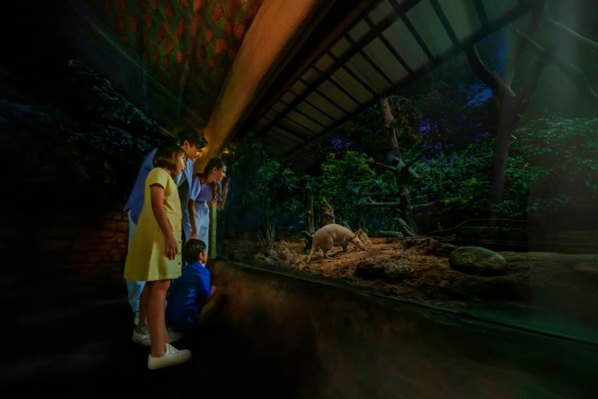 Family viewing nocturnal animals through glass enclosure at zoo or wildlife facility during night tour
