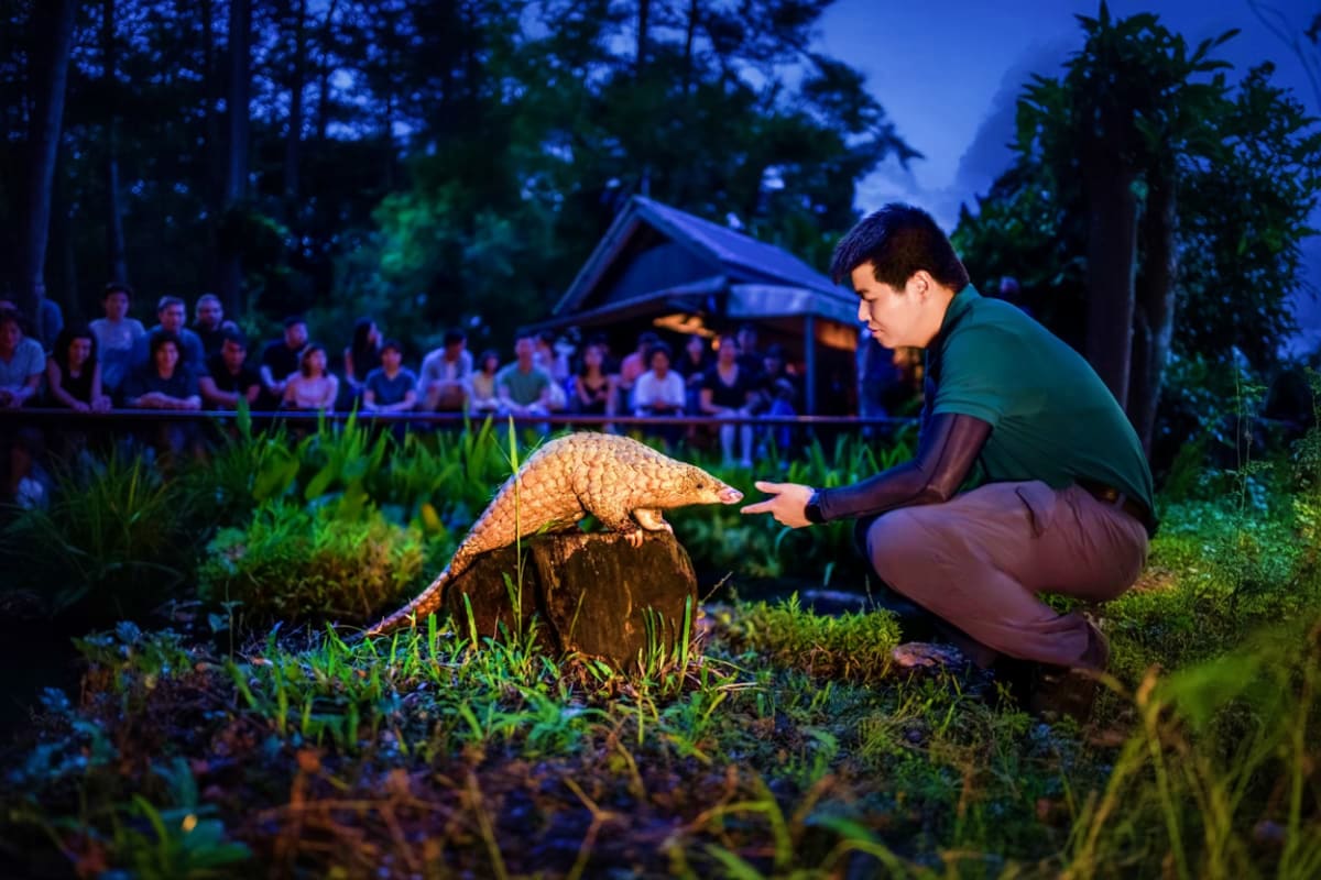 Singapore-Family-Fun-Package Zookeeper in green shirt crouching beside pangolin on log during evening wildlife education presentation with audience watchi