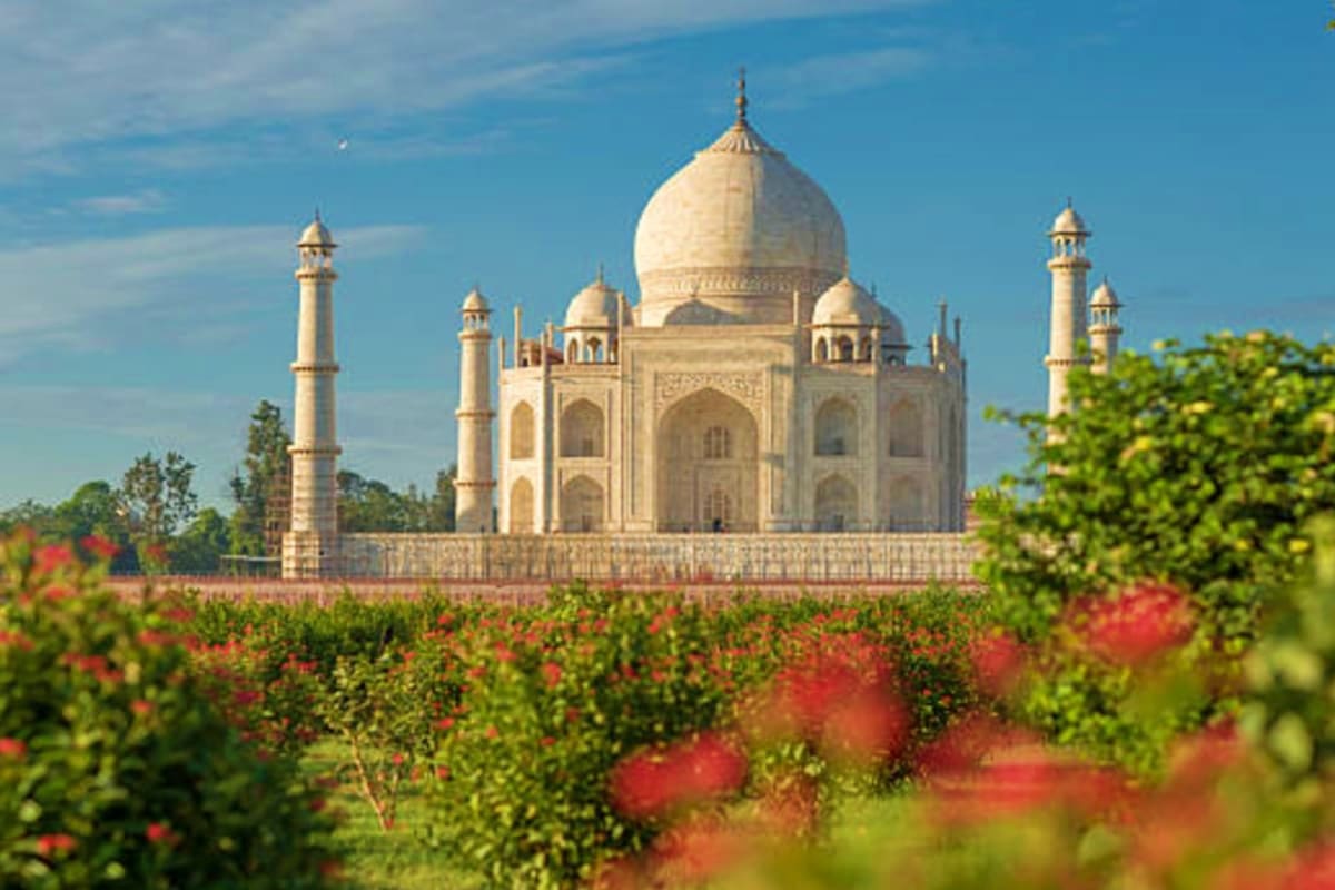Taj Mahal viewed across gardens with red flowers in foreground and blue sky, iconic white marble mausoleum with dome and mina