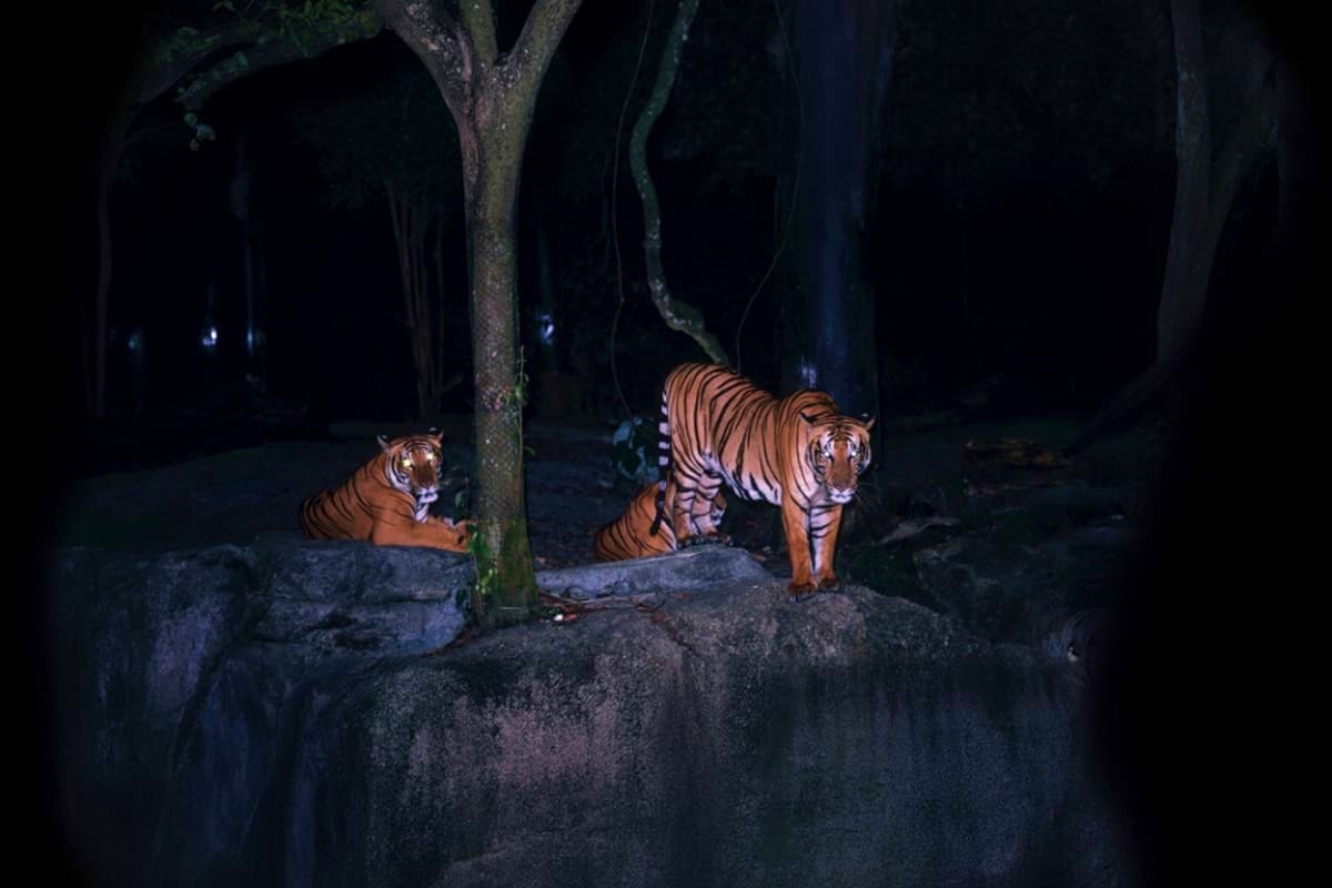 Tiger family with mother and cubs on rocky terrain at night in tropical forest setting