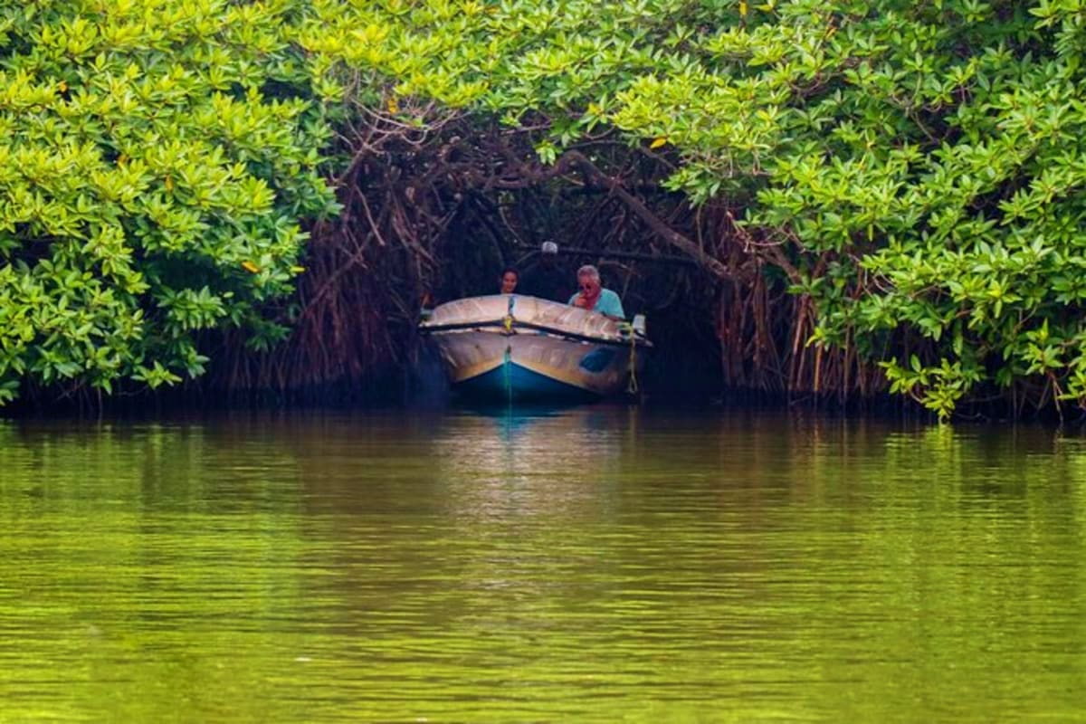 Two people in a wooden boat navigating through mangrove forest tunnel in Sri Lanka waterway