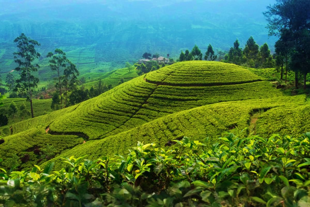 Lush green tea plantations with contoured rows on rolling hills in Sri Lankan highlands, with distant valley and mountains