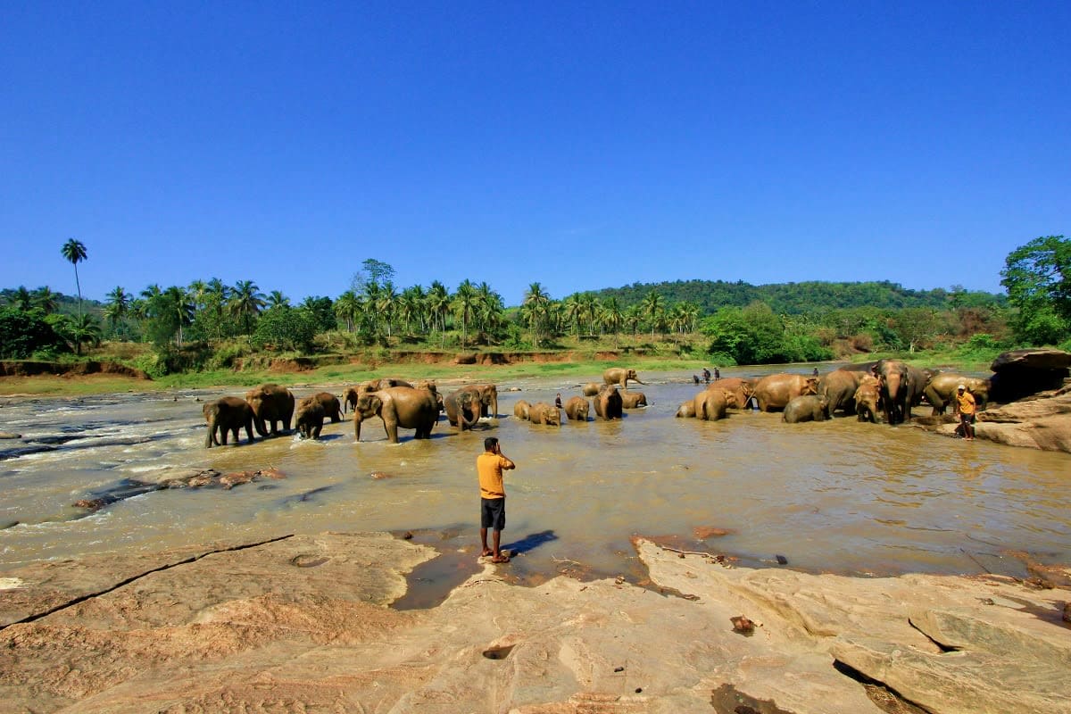 Herd of elephants bathing in river with mahout in yellow shirt, tropical landscape with palm trees in background, Sri Lanka