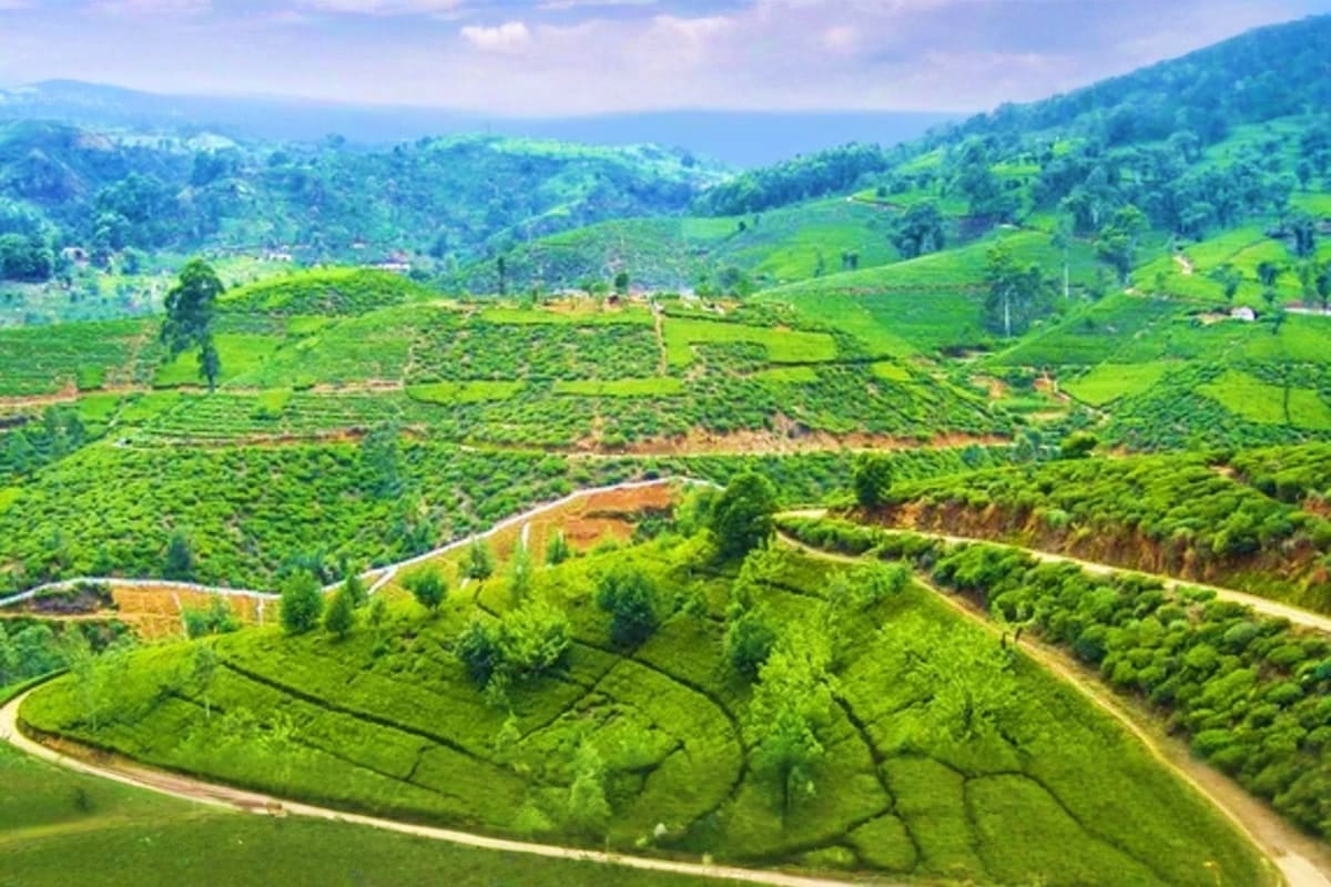 Aerial view of lush green tea plantations and winding roads through rolling hills in Sri Lanka's central highlands