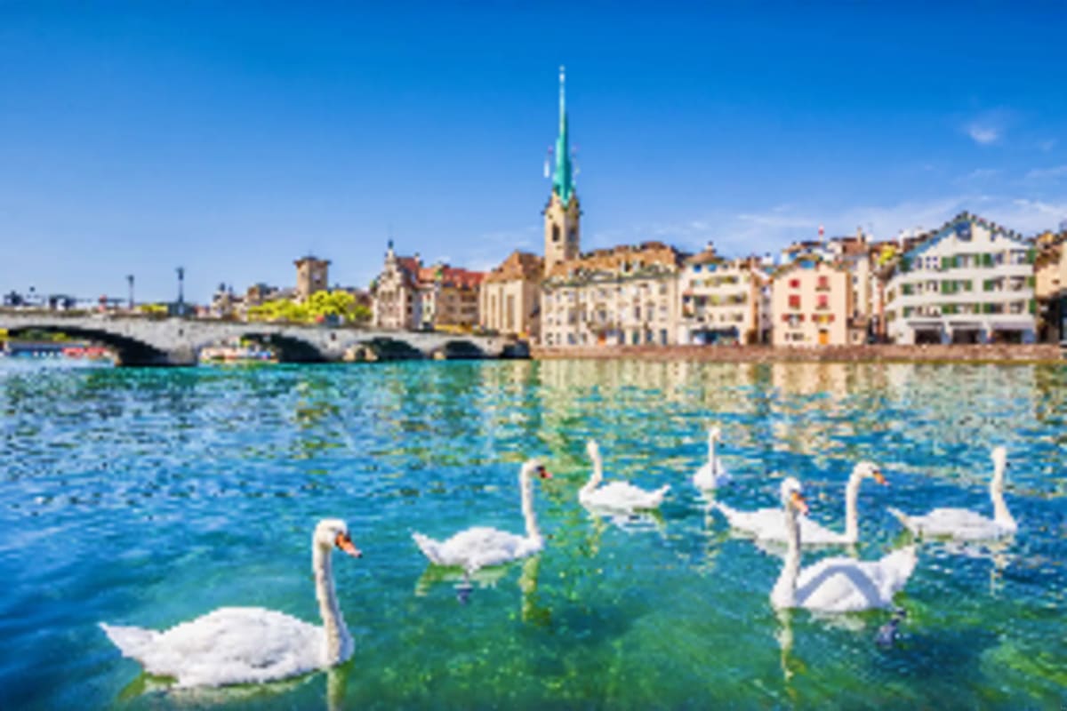 White swans swimming in turquoise water with colorful waterfront buildings and church spire in background, Zurich Switzerland