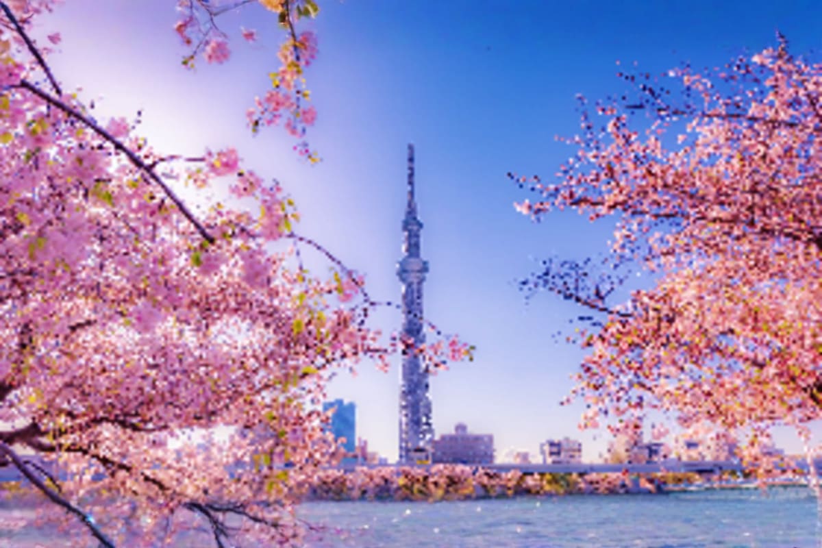 Essential Japan Tour Cherry blossoms frame a view of Tokyo Skytree tower across the Sumida River under blue sky