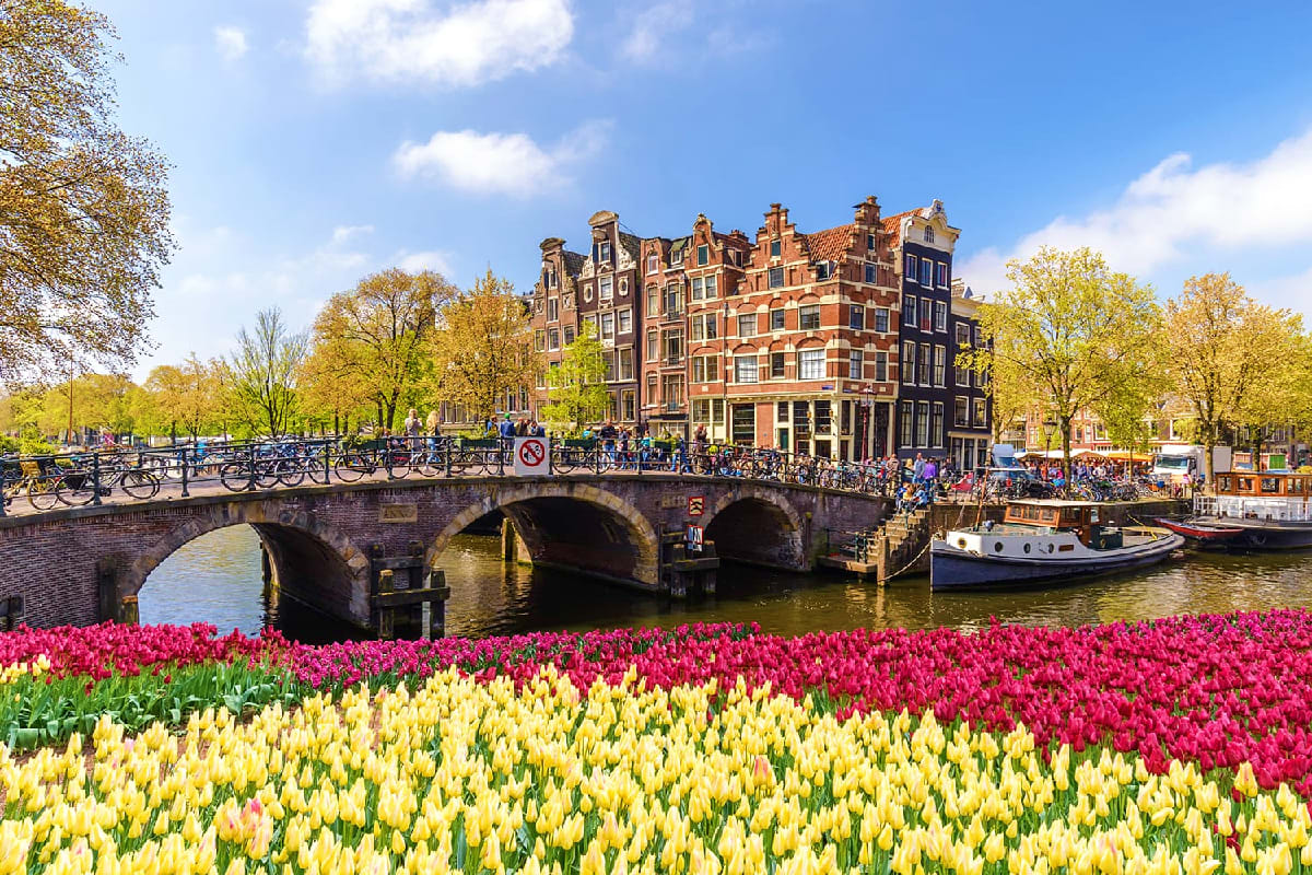 Amsterdam canal with red and yellow tulips in foreground, historic brick buildings, stone bridge, bicycles, and boats on wate
