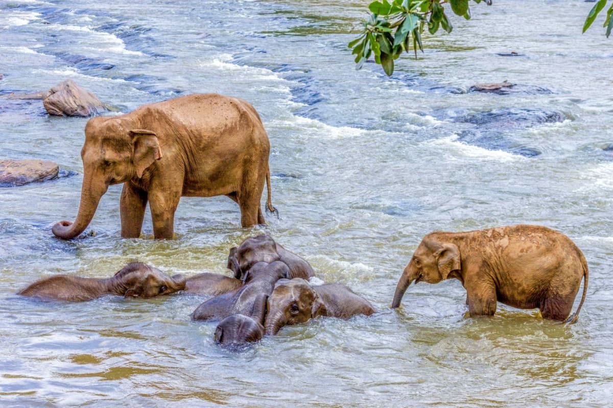 Herd of Asian elephants bathing in shallow ocean waters with waves and tropical vegetation in background