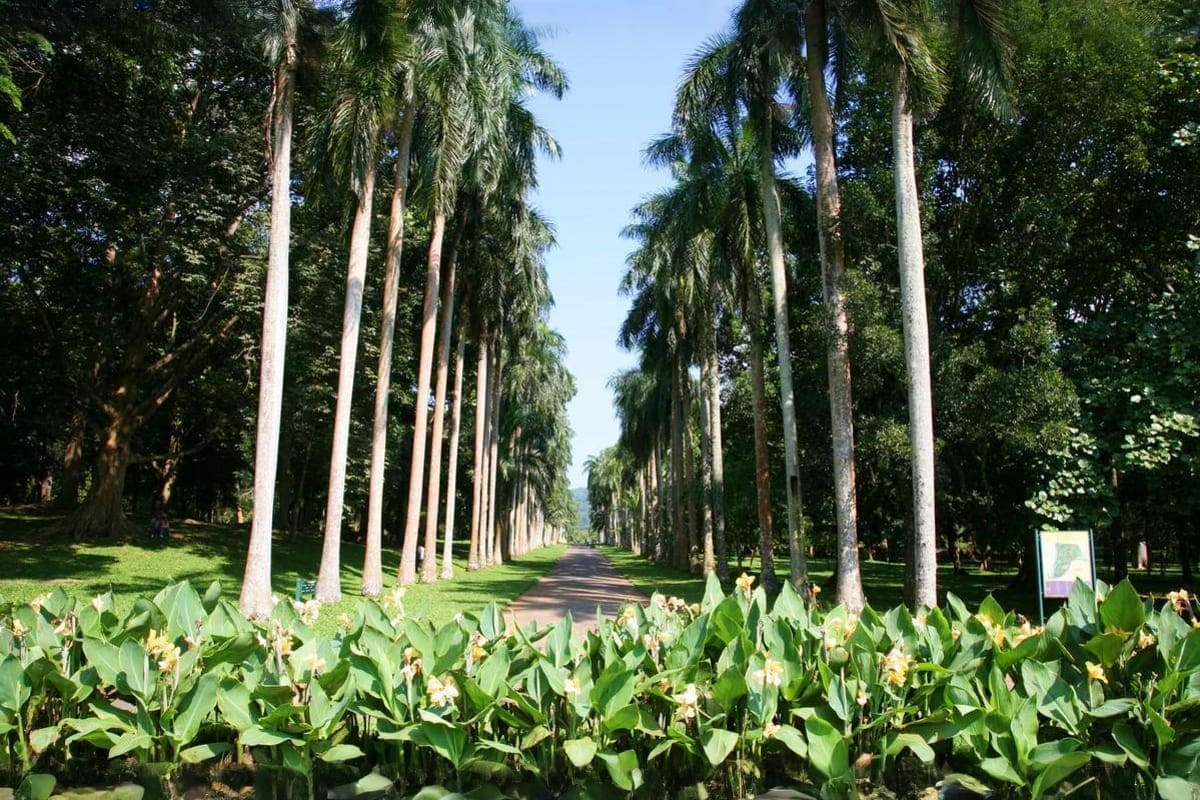 Tree-lined avenue with tall palm trees and white calla lilies in a tropical garden in Sri Lanka