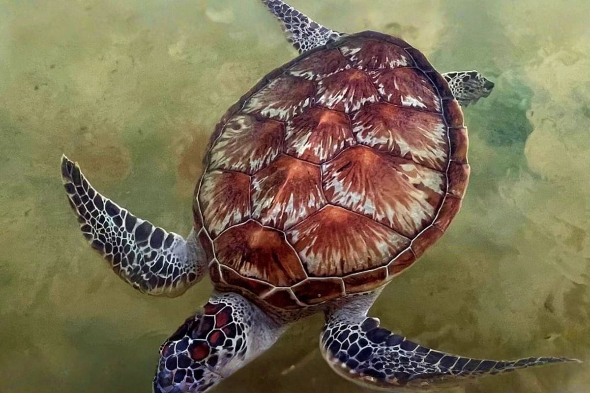 Sea turtle swimming underwater with brown and white patterned shell and flippers visible in clear blue ocean water