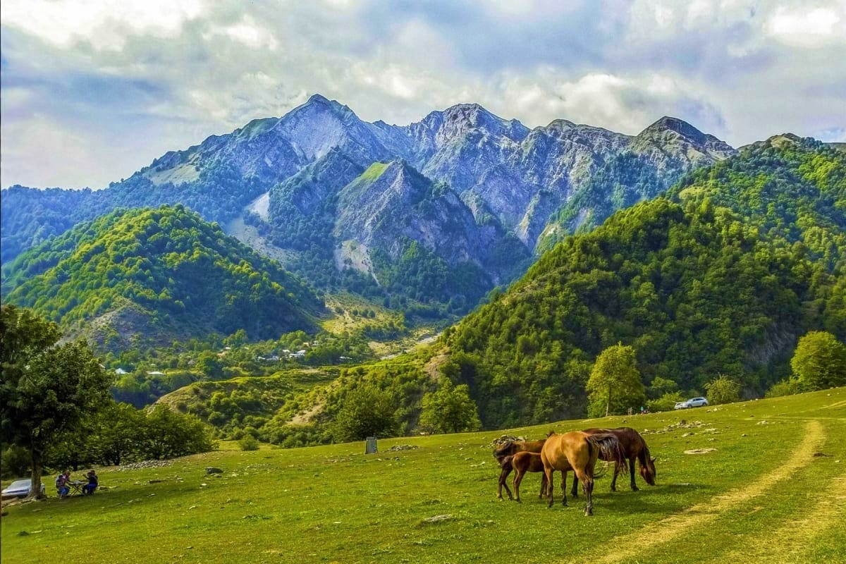 Horses grazing in green alpine meadow with dramatic snow-capped mountain peaks and forested valleys in background