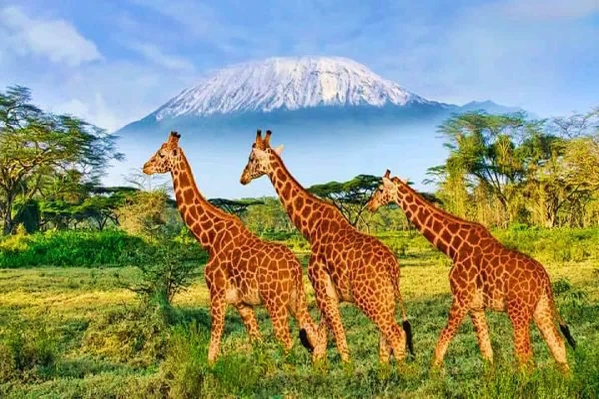 Three giraffes walking in African savanna with snow-capped Mount Kilimanjaro in the background