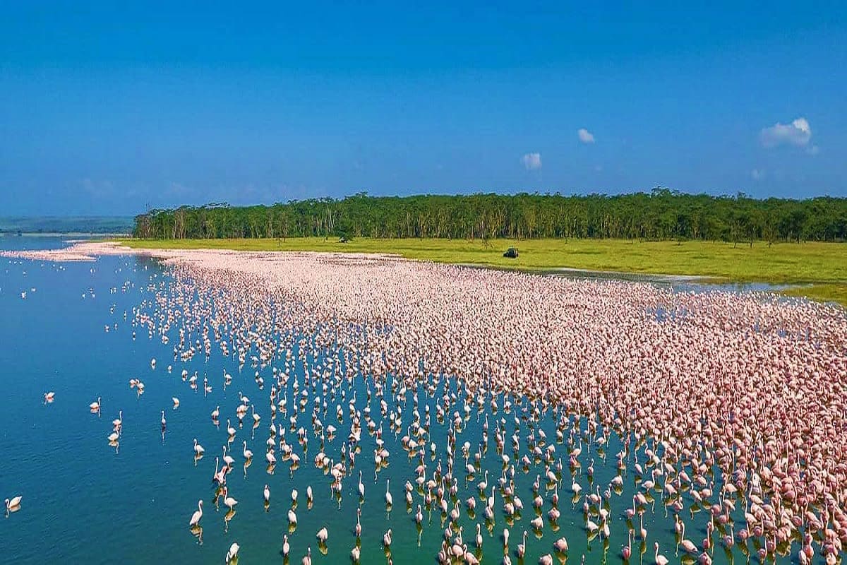 Large flock of pink flamingos wading in shallow blue water with green grassland and eucalyptus forest along the shoreline und