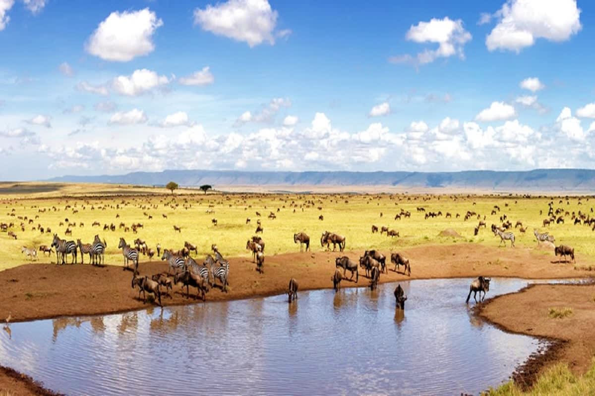 Zebras and wildebeest grazing around a watering hole in the Serengeti savanna landscape under a cloudy blue sky