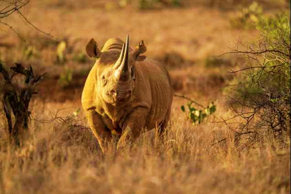 Kenyan Highlights Black rhinoceros walking through dry African savanna grassland with sparse vegetation and acacia trees