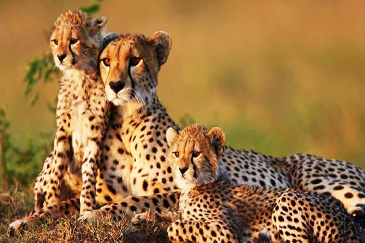 Family of cheetahs resting in African savanna grassland with blurred golden landscape background