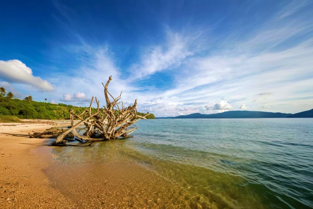 Driftwood on sandy beach with turquoise waters and tropical mountains under blue sky in Andaman Islands