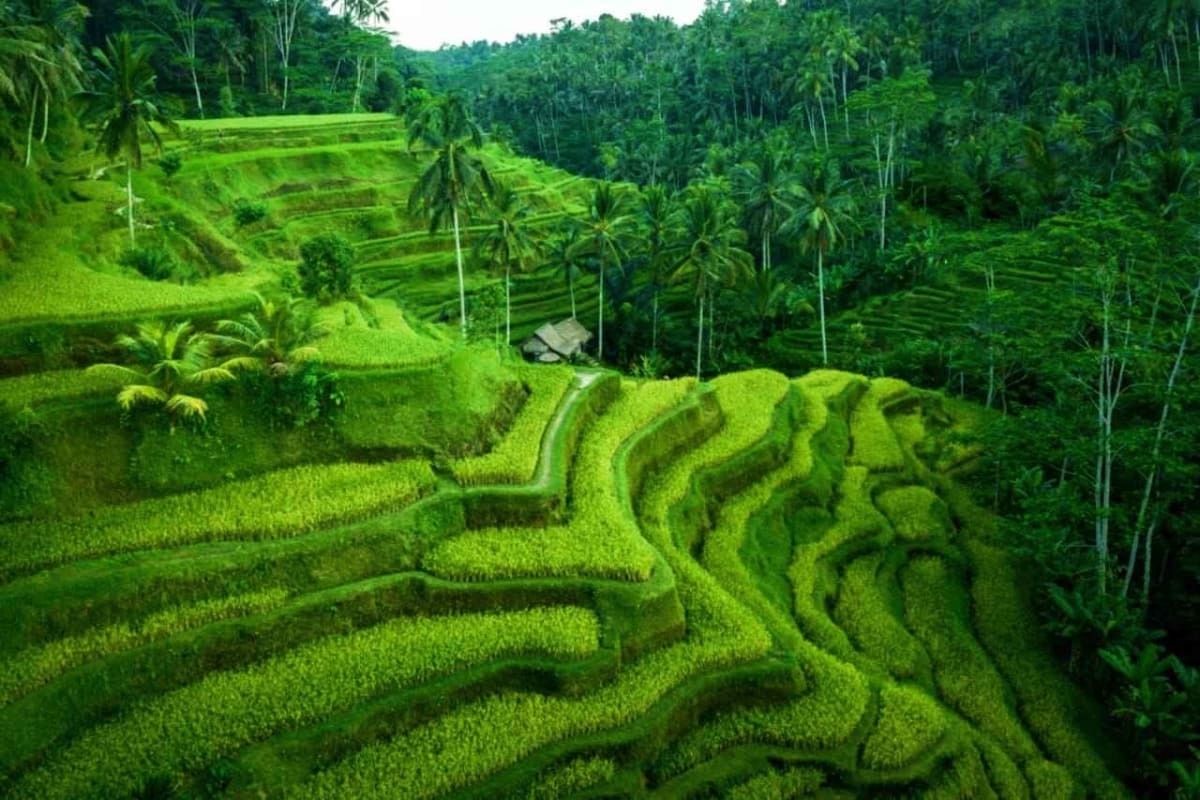 Bali Thrill & Serenity Aerial view of terraced rice paddies in Bali with palm trees and a small structure nestled among lush green fields and surrou