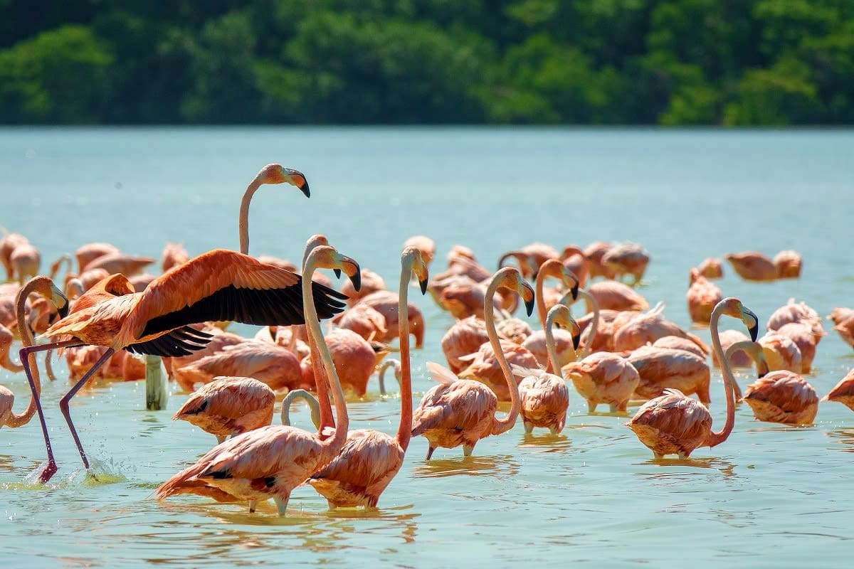 Large flock of pink flamingos wading and feeding in shallow lake water with forested shoreline in background