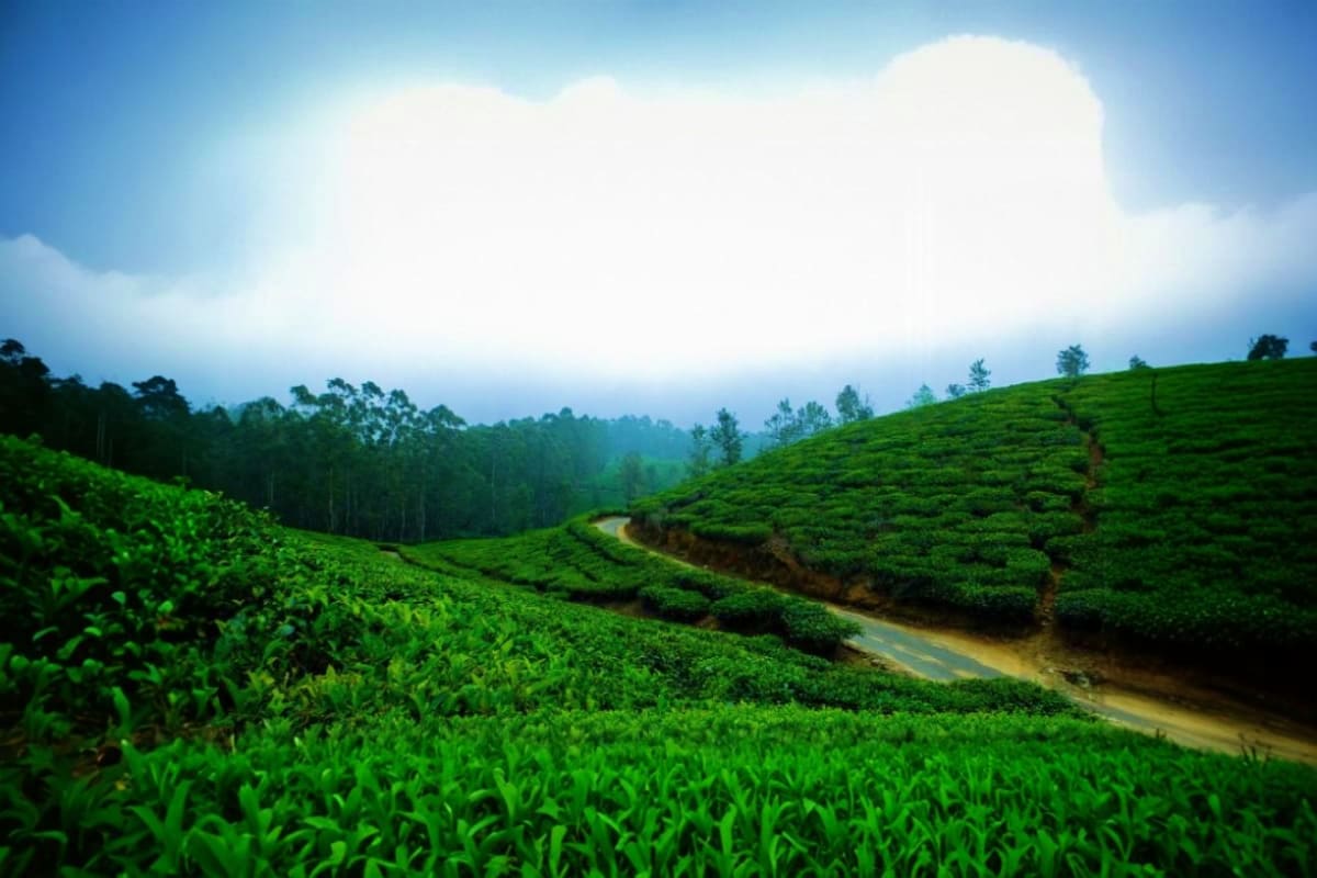 Lush green tea plantation hills with winding stream and misty forest backdrop in Kerala highlands