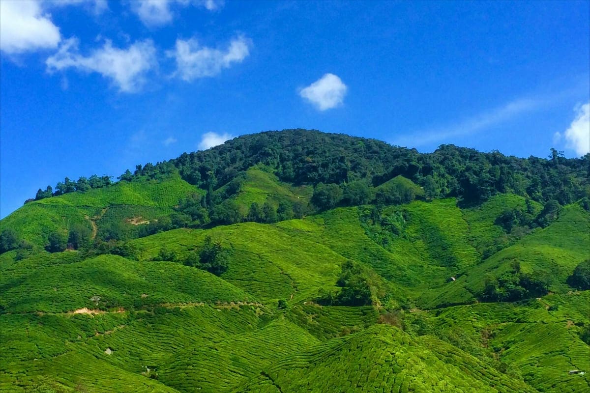 Rolling green tea plantations and forested hills under blue sky in Kodaikanal, South India