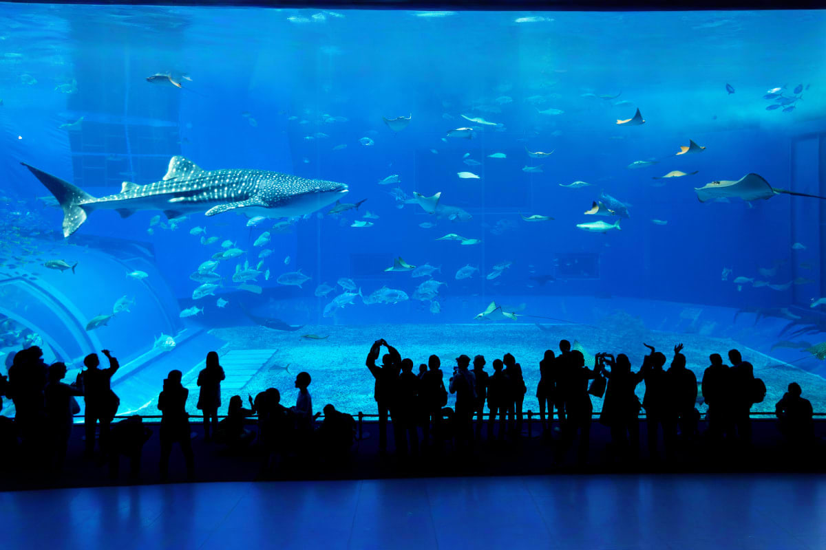 Silhouetted visitors viewing whale sharks and tropical fish through large aquarium glass at Dubai aquarium