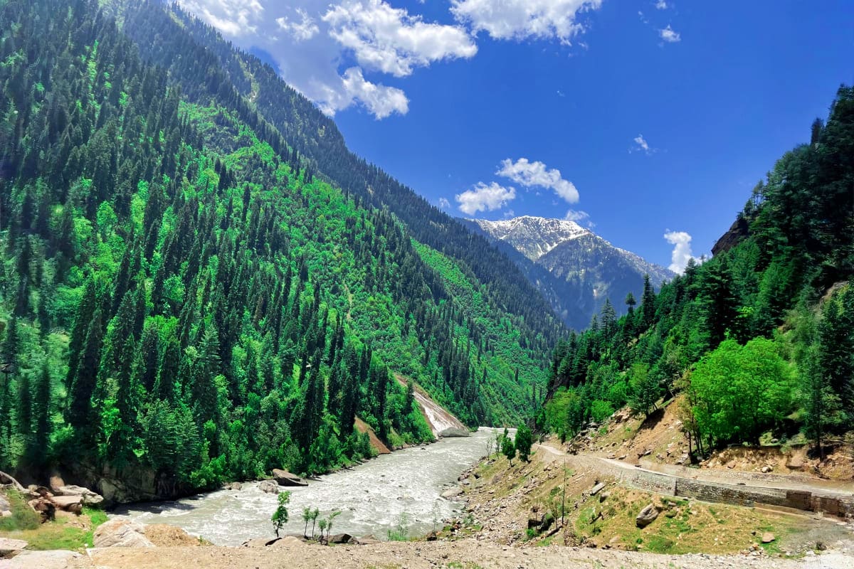Mountain river flowing through dense coniferous forest valley with snow-capped peaks and blue sky in Kazakhstan wilderness