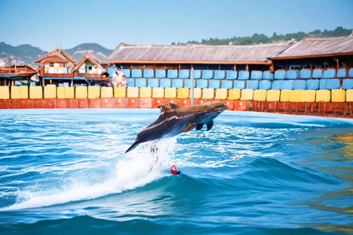 Thailand 4 City Island and Adventure Tour Dolphin jumping in blue water at a marine park with colorful stadium seating and wooden structures in background