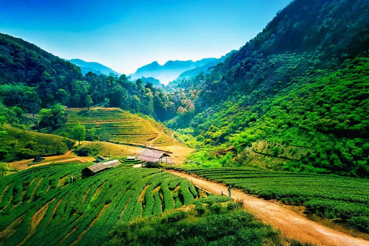 Thailand 4 City Island and Adventure Tour Scenic mountain valley with lush green tea plantations and traditional wooden farm structures nestled between forested hills