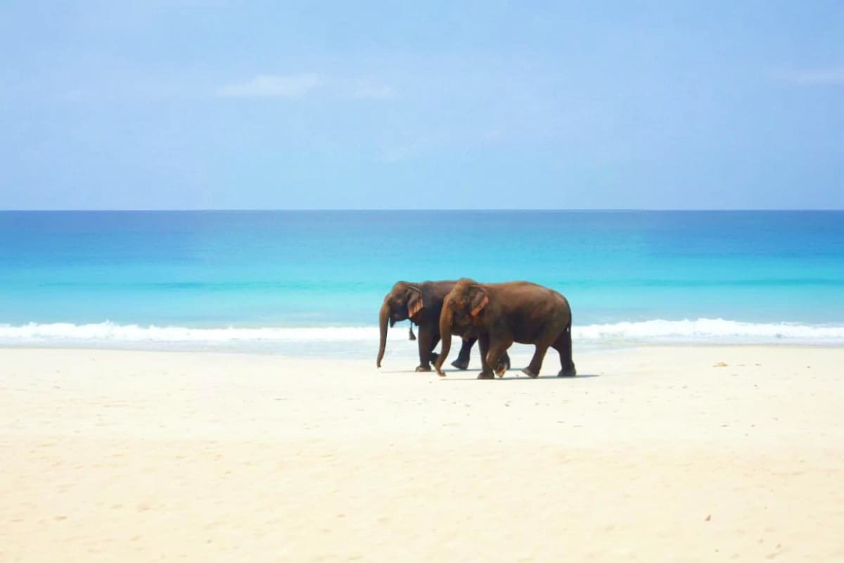 Elephant walking on sandy beach with turquoise ocean and clear blue sky in background